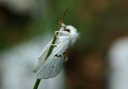 motyl nocny - biaozbka dwubarwnica